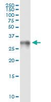 Anti-HMGB1 Rabbit Polyclonal Antibody