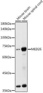 Western blot analysis of extracts of various cell lines, using Anti-MED26 Antibody (A308652) at 1:1,000 dilution