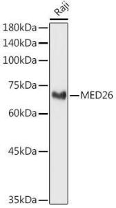 Western blot analysis of extracts of Raji cells, using Anti-MED26 Antibody (A308652) at 1:1,000 dilution