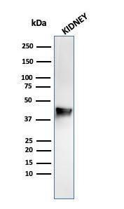 Western blot analysis of kidney tissue lysate using Anti-AMACR Antibody [rAMACR/1864]