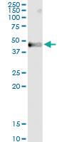 Anti-MOCS3 Polyclonal Antibody Pair