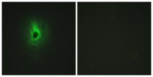 Antibody anti-collagen VI alpha3 100 µg