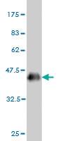 Anti-CSNK1G1 Mouse Monoclonal Antibody [clone: 3D1]