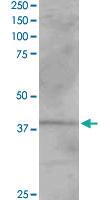 Anti-VPS26A Goat Polyclonal Antibody