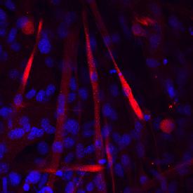 Anti-CDH15 Rat Monoclonal Antibody [clone: 800516]