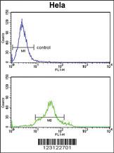 Anti-CDC20 Rabbit Polyclonal Antibody