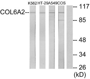 Antibody anti-collagen VI alpha3 100 µg