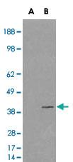 Anti-VPS26A Goat Polyclonal Antibody