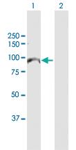 Anti-MCM10 Rabbit Polyclonal Antibody