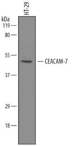 Anti-CEACAM7 Sheep Polyclonal Antibody (Biotin)