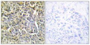 Antibody anti-collagen VI alpha3 100 µg