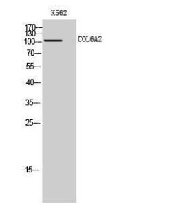 Antibody anti-collagen VI alpha3 100 µg