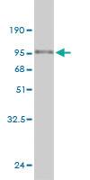 Anti-CAMK2B Mouse Monoclonal Antibody [clone: 2D7-D8]