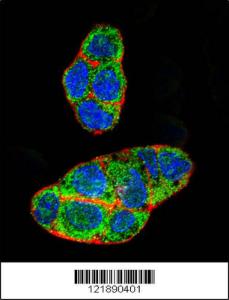 Anti-Pregnane X Receptor Rabbit Polyclonal Antibody (APC (Allophycocyanin))