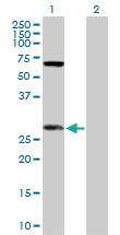 Anti-DIABLO Rabbit Polyclonal Antibody