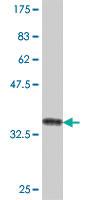 Anti-FARSA Mouse Polyclonal Antibody