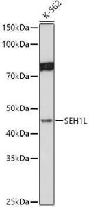 Western blot analysis of extracts of K-562 cells, using Anti-SEH1L Antibody (A308658) at 1:1000 dilution. The secondary Antibody was Goat Anti-Rabbit IgG H&L Antibody (HRP) at 1:10000 dilution. Lysates/proteins were present at 25 µg per lane