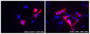 Immunocytochemistry staining of human CD3 epsilon and CD3 gamma transfected COS cells using Anti-CD3 Antibody [UCHT1] (left) and Anti-CD3 Antibody [TB3] (right), indicated by Alexa Fluor 555 signal (red), and DNA stained by DAPI (blue)