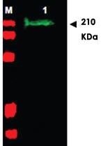 Anti-SLIT2 Rabbit Polyclonal Antibody