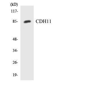 Western blot analysis of the lysates from RAW2647 cells using Anti-CDH11 Antibody