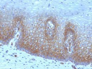 Anti-Thrombomodulin Mouse Recombinant Antibody [clone: rTHBD/1591]