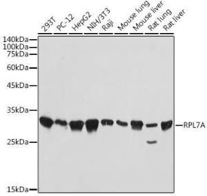 Western blot analysis of extracts of various cell lines, using Anti-RPL7A Antibody [ARC2407] (A307611) at 1:1,000 dilution