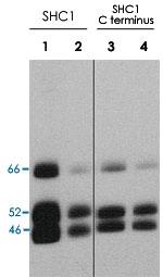 Anti-SHC1 Rabbit Polyclonal Antibody