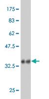 Anti-RAPGEFL1 Mouse Monoclonal Antibody [clone: 4G2]