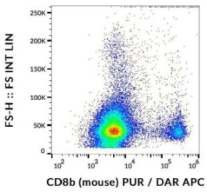 Anti-CD8b Rat Monoclonal Antibody [clone: H35-17.2]