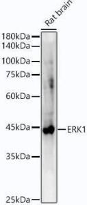 Anti-ERK1 antibody