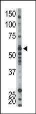 Anti-MLST8 Mouse Monoclonal Antibody