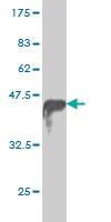 Anti-PPP2R2C Mouse Monoclonal Antibody [clone: 6D1]