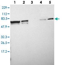 Anti-MYEF2 Rabbit Polyclonal Antibody