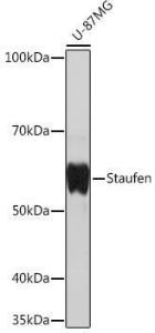 Anti-Staufen/STAU1 antibody