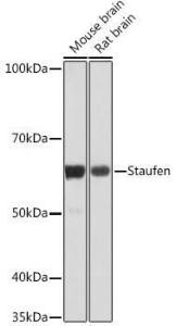 Anti-Staufen/STAU1 antibody