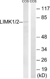 Western blot analysis of lysates from COS7 cells using Anti-LIMK1 + LIMK2 Antibody. The right hand lane represents a negative control, where the Antibody is blocked by the immunising peptide