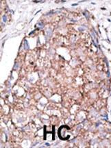 Anti-SIGLEC7 (D-siglec) Rabbit Polyclonal Antibody