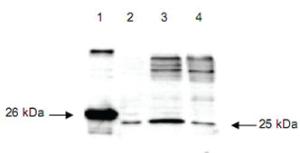 Anti-DIABLO Rabbit Polyclonal Antibody