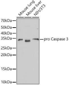 Western blot analysis of variou