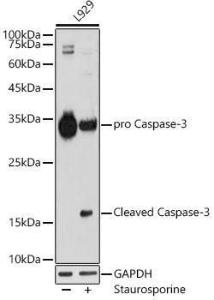 Western blot analysis of extracts of L929, using Anti-Caspase-3 Antibody [ARC0133] (A308661) at 1:1,000 dilution. L929 cells were treated by staurosporine(1 uM) for 3 hour. The secondary antibody was Goat Anti-Rabbit IgG H&L Antibody (HRP) at 1:10,000 dilution.