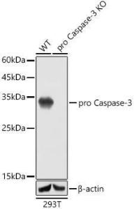 Western blot analysis of extracts from wild type (WT) and active + pro Caspase 3 knockout (KO) 293T cells, using Anti-Caspase-3 Antibody [ARC0133] (A308661) at 1:1,000 dilution. The secondary antibody was Goat Anti-Rabbit IgG H&L Antibody (HRP) at 1:10,000 dilution.