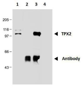 Immunoprecipitation of TPX2 from nuclear extract of HEK293 cells using Anti-TPX2 Antibody [TPX2-01]: nuclear extract (1), antibody (2), immunoprecipitate (3), and carrier (4)