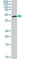 Anti-ANGPTL4 Rabbit Polyclonal Antibody