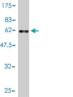 Anti-MED7 Mouse Monoclonal Antibody [clone: 3E7]