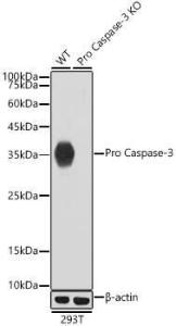 Western blot analysis of extracts from wild type(WT) and active + pro Caspase-3 knockout (KO) 293T cells, using Anti-Caspase-3 Antibody [ARC0133] (A308661) at 1:1,000 dilution. The secondary antibody was Goat Anti-Rabbit IgG H&L Antibody (HRP) at 1:10,000 dilution.