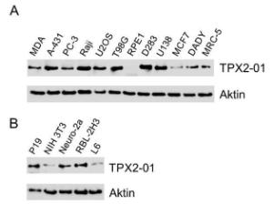 Western blotting analysis of TPX2 in human cell lines (A), murine cell lines (P19, NIH 3T3, Neuro-2a) (B), and rat cell lines (RBL-2H3, L6) (B), using Anti-TPX2 Antibody [TPX2-01]