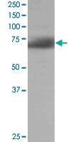 Anti-SH3BP1 Goat Polyclonal Antibody