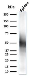 Western blot analysis of spleen tissue lysate using Anti-CD63 Antibody [LAMP3/2790]