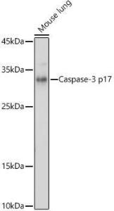 Antibody A308662-100 100 µl