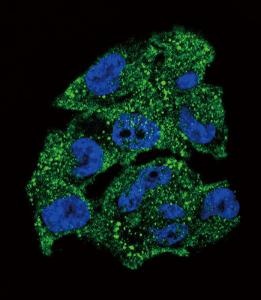 Anti-NME1 Rabbit Polyclonal Antibody (APC (Allophycocyanin))